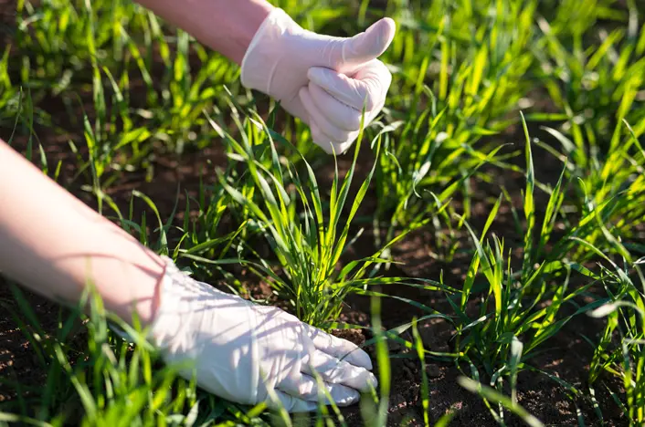 ¿Cuáles son los fertilizantes más usados? Conoce los 5 más populares