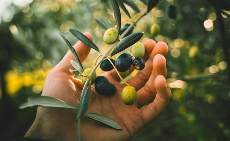 Cuidado del olivo guia completa