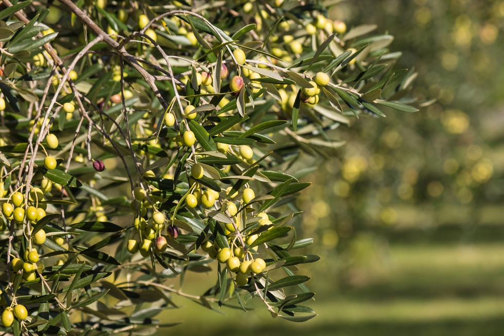 Cuidado del olivo y buenas prácticas
