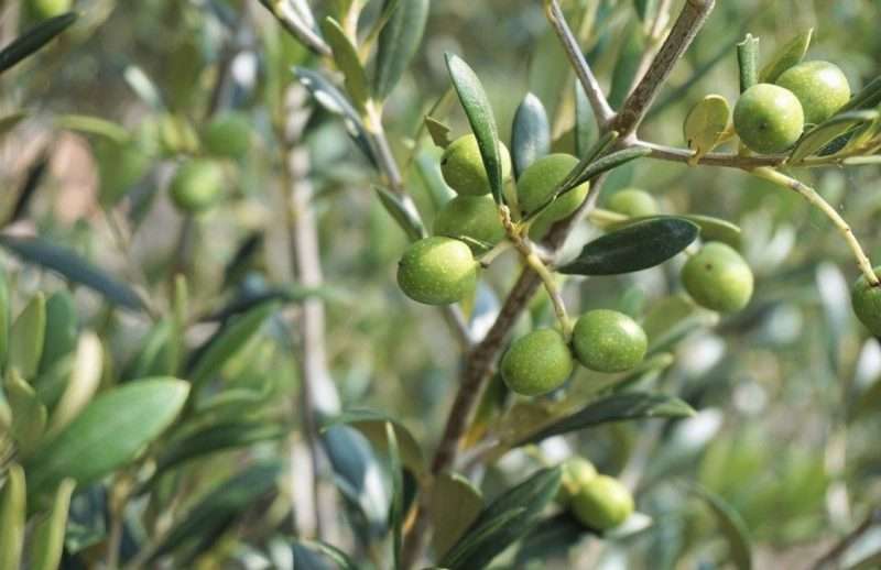 fertilizantes y abonos-para olivos