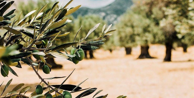 ¿Cuál es el mejor abono para el olivo?