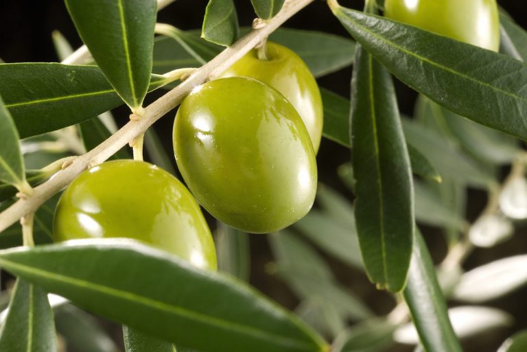 ¿Cuáles son las plagas y enfermedades del olivo?