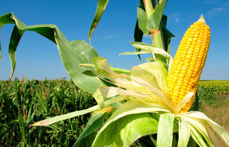 Fertilizantes y abonos para el maíz