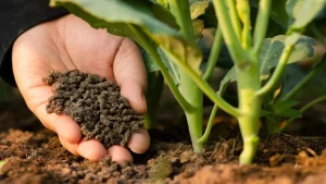 Beneficios de los abonos y fertilizantes en las plantas